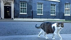 Kater "Larry" vor Johnsons Amtssitz Downing Street 10