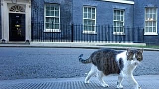 Kater "Larry" vor Johnsons Amtssitz Downing Street 10