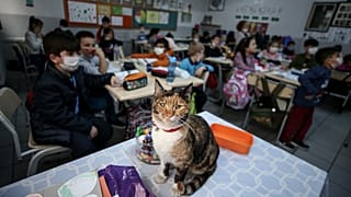 Karamel adı verilen kedi sınıflarda öğrencilerle birlikte derslere katılıyor.
