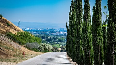 Tu Bishvat was used in the late 19th century to plant trees across modern-day Israel, draining the swampland to make it inhabitable.