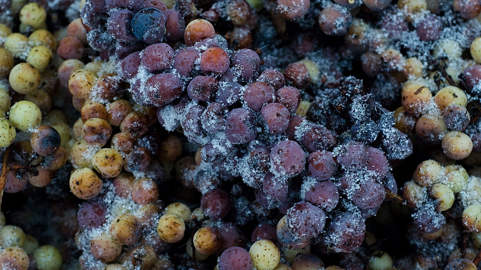 Vidal Blanc grapes sit in a bin after being harvested at Hunt Country Vineyards in Branchport, N.Y., Monday, Jan. 4, 2016