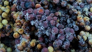Vidal Blanc grapes sit in a bin after being harvested at Hunt Country Vineyards in Branchport, N.Y., Monday, Jan. 4, 2016