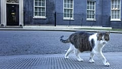 "Partygate": Immer mehr Tories fordern Boris Johnsons Rücktritt