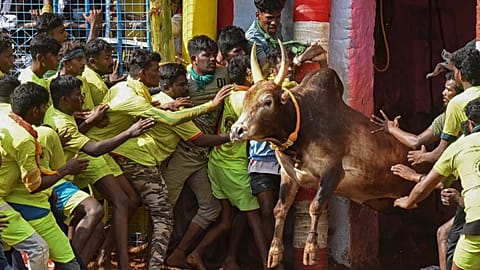 Inde : attraper le taureau par les cornes au festival de Jallikattu