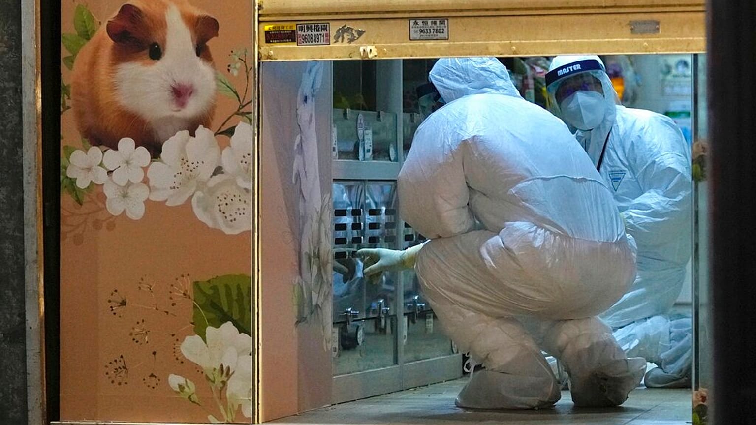 Tiergeschäft in Hongkong, in dem mehrere Hamster mit dem Coronavirus infiziert waren