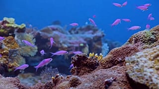Descoberto recife de coral gigante no Tahiti