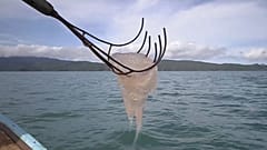 Thailändischer Fischer angelt frische Quallen direkt aus dem Wasser: eine gefragte Delikatesse und ein Riesengeschäft.