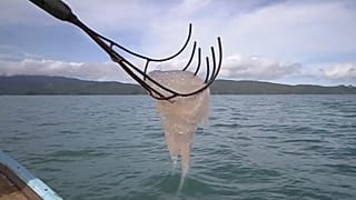 Thailändischer Fischer angelt frische Quallen direkt aus dem Wasser: eine gefragte Delikatesse und ein Riesengeschäft.