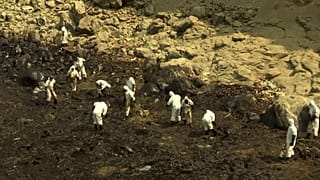 Lo sversamento di seimila barili di greggio investe le coste peruviane