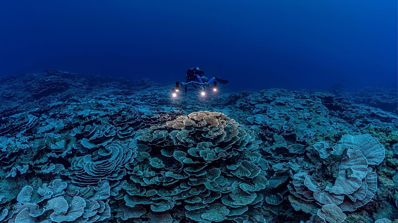 The pristine stretch of coral reef is the largest discovered below 30 metres