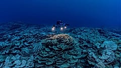 The pristine stretch of coral reef is the largest discovered below 30 metres