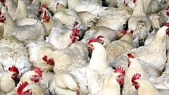 Elevage de poules