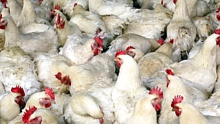 Elevage de poules