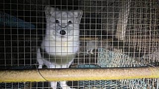 How Finland profits from breeding and killing Arctic foxes for their fur