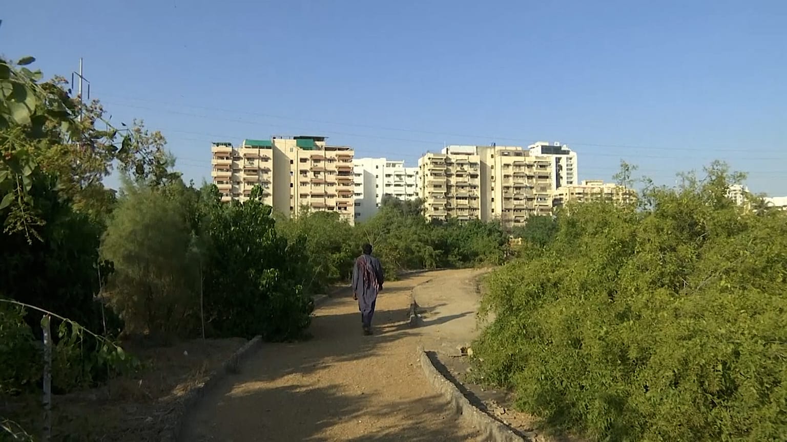 An abandoned park has been transformed into a forest in the heart of the city
