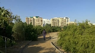 An abandoned park has been transformed into a forest in the heart of the city