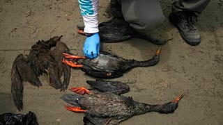 Un travailleur vérifie la carcasse d'un oiseau lors d'une campagne de nettoyage sur la plage de Cavero à Callao, au Pérou, samedi 22 janvier 2022.