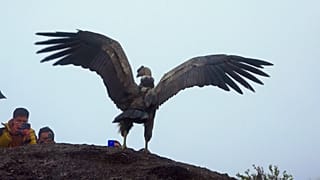 Condor walking out of open box, people taking pictures