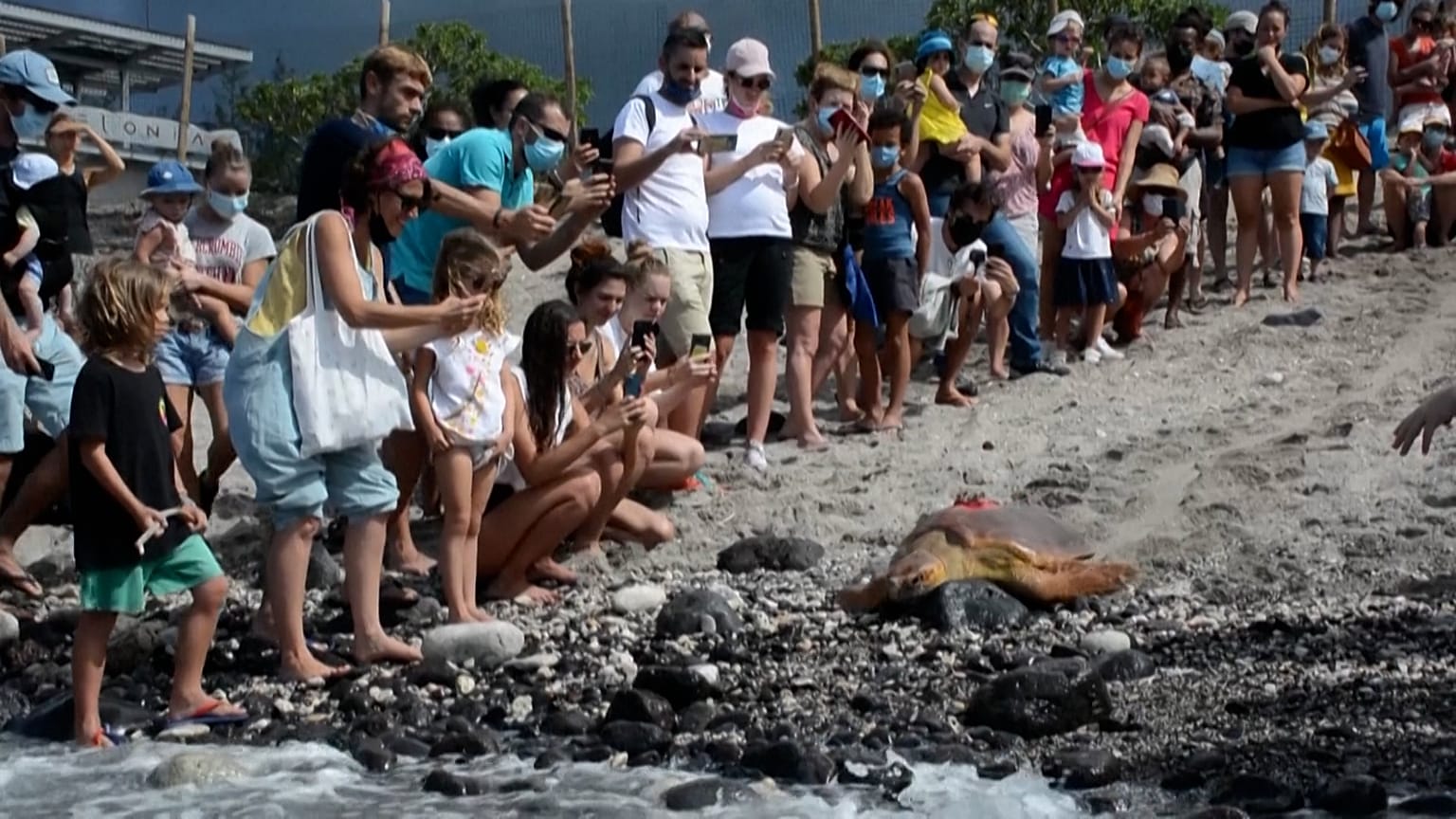 Loggerhead turtle Tiago moving in the sand until the ocean, in front of a crowd of spectators 