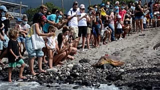 Loggerhead turtle Tiago moving in the sand until the ocean, in front of a crowd of spectators 