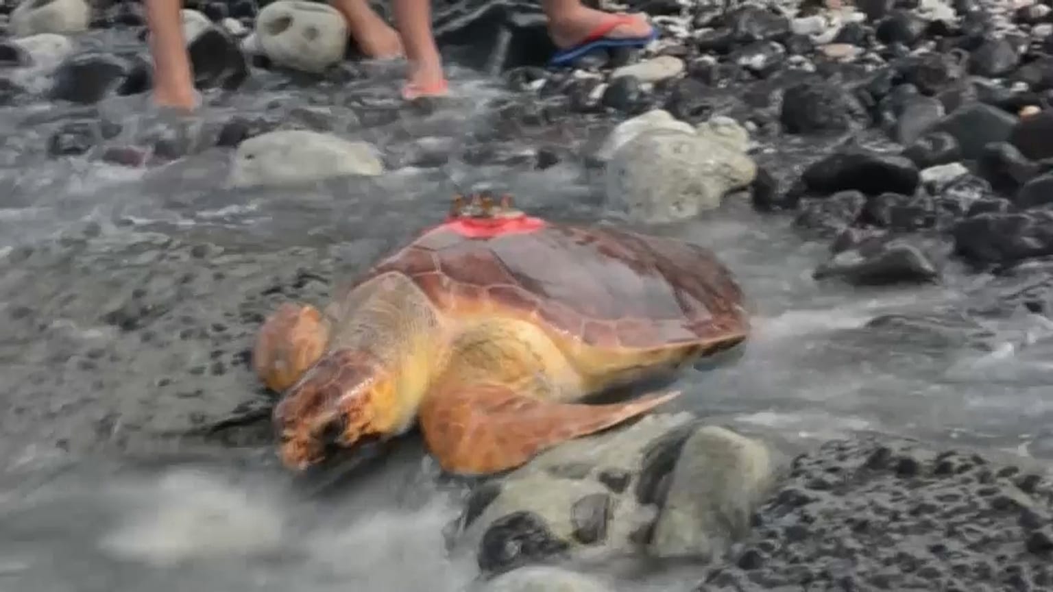 Schildkröten helfen Metereologen  