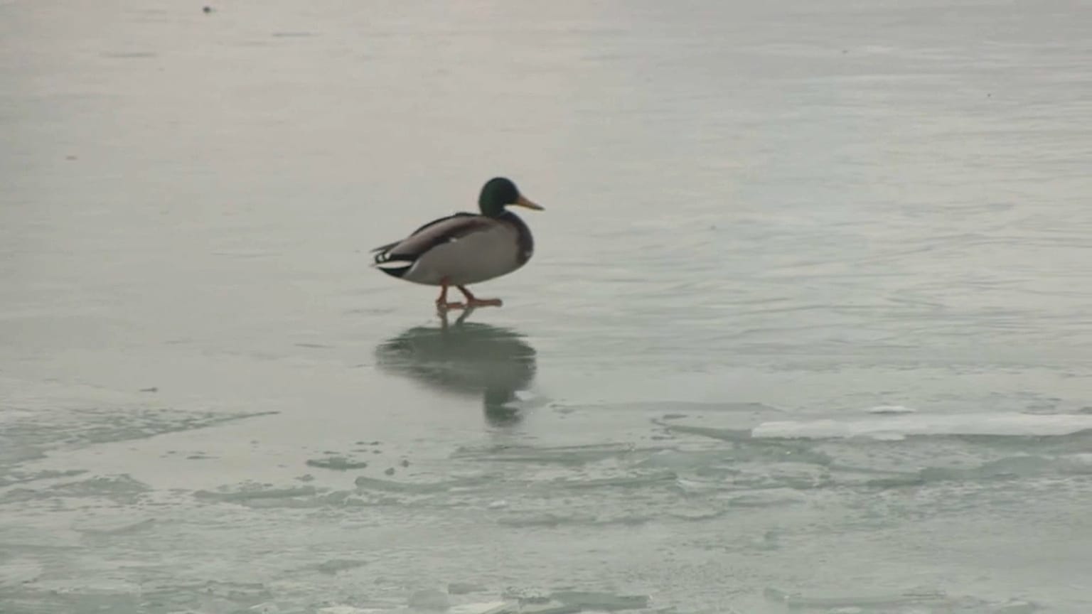 La superficie del lago ghiacciato 