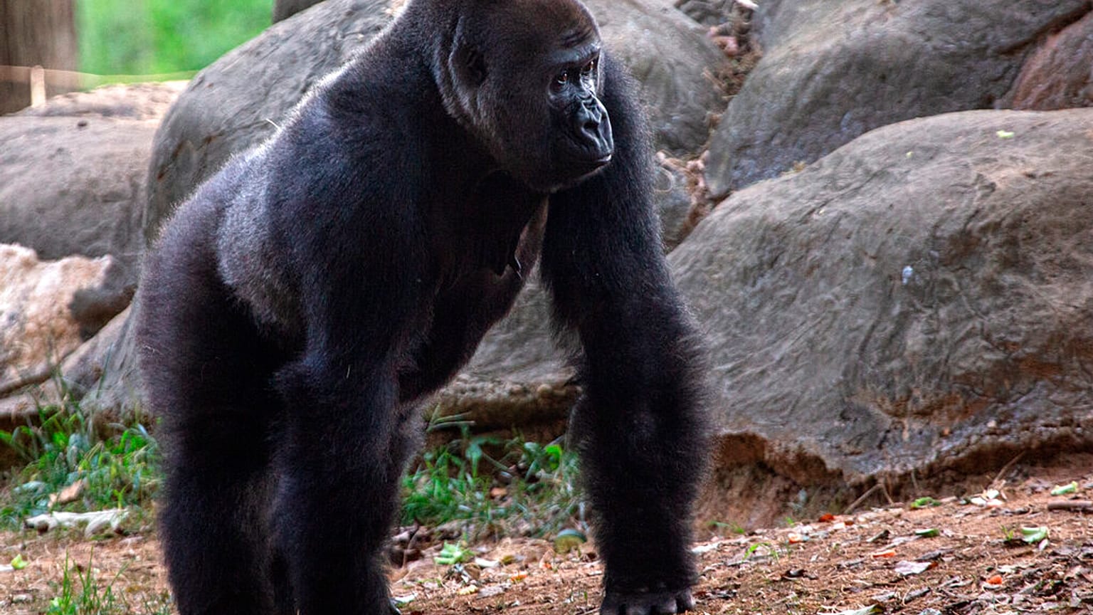 Az atlantai állatkert egyik gorillája