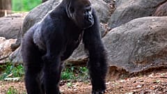 Az atlantai állatkert egyik gorillája