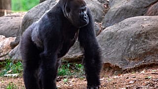 Az atlantai állatkert egyik gorillája