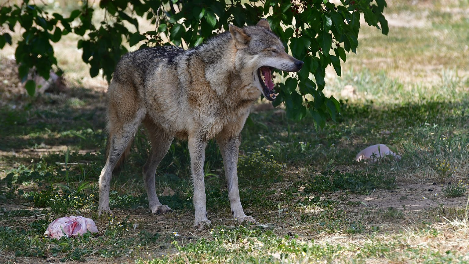 Λύκος