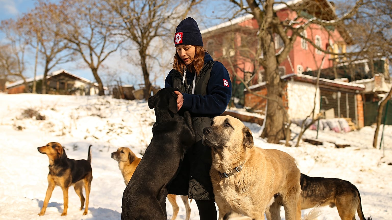 Burcu Yüksel ve eşi Tugay Abukan, Kuzey Ormanları'nda sahipsiz köpeklerle ilgileniyor