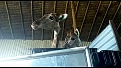 Girafas