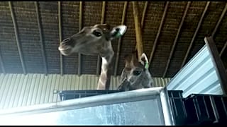 Girafas