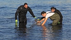 Δύτες προσπαθούν να βοηθήσουν τραυματισμένη μικρή φάλαινα που έχει βγει στην παραλία του Αλίμου