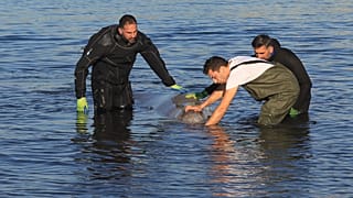 Δύτες προσπαθούν να βοηθήσουν τραυματισμένη μικρή φάλαινα που έχει βγει στην παραλία του Αλίμου