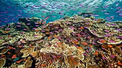 Great Barrier Reef