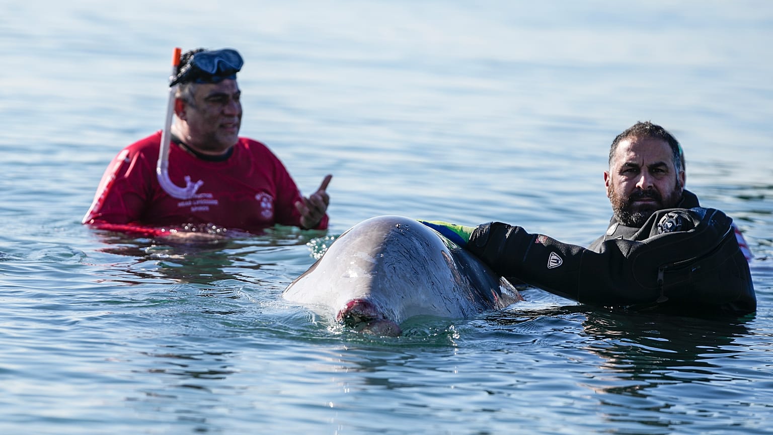 A rescue team of divers and vets attempt to care for a whale calf that became stranded in shallow water in a southern Athens seaside area, on Friday, Jan. 28, 2022.