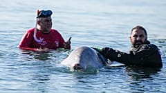 A rescue team of divers and vets attempt to care for a whale calf that became stranded in shallow water in a southern Athens seaside area, on Friday, Jan. 28, 2022.