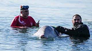 A rescue team of divers and vets attempt to care for a whale calf that became stranded in shallow water in a southern Athens seaside area, on Friday, Jan. 28, 2022.