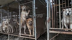 The custom of eating dog, long popular is southeast Asia, is falling out of favour with the public and government alike