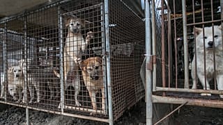 The custom of eating dog, long popular is southeast Asia, is falling out of favour with the public and government alike