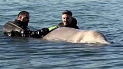 Una ballena en Atenas