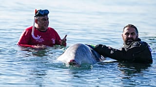 Une baleine blessée à Athènes le 28 janvier 2022