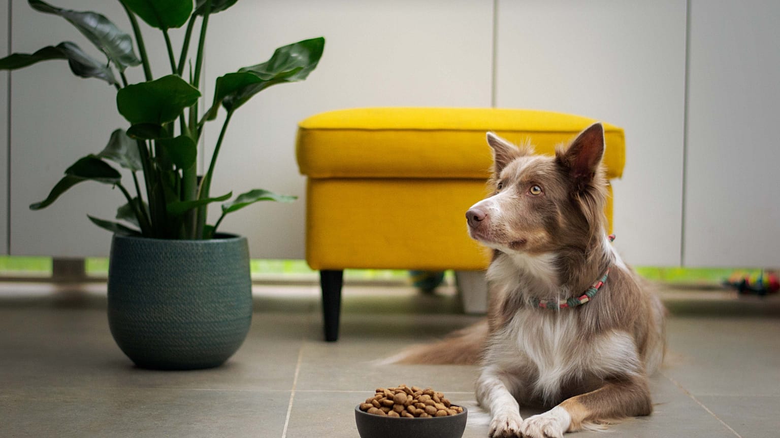 If you're happy to go vegan - and your dogs have no objection - this could be the opportunity for you.