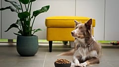 If you're happy to go vegan - and your dogs have no objection - this could be the opportunity for you.