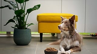 If you're happy to go vegan - and your dogs have no objection - this could be the opportunity for you.
