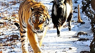 Amur el tigre y Timur la cabra en el parque Primorskiy, Vladivostok, Rusia 6/12/2015