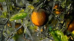Os agricultores começaram a pulverizar água sobre as culturas para ajudar a protegê-las do frio 
