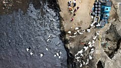 Ölpest: Seevögel sterben vor Peru