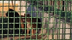 دو قلاده شیری که با حمله به نگهبان باغ وحش، او را به قتل رساندند